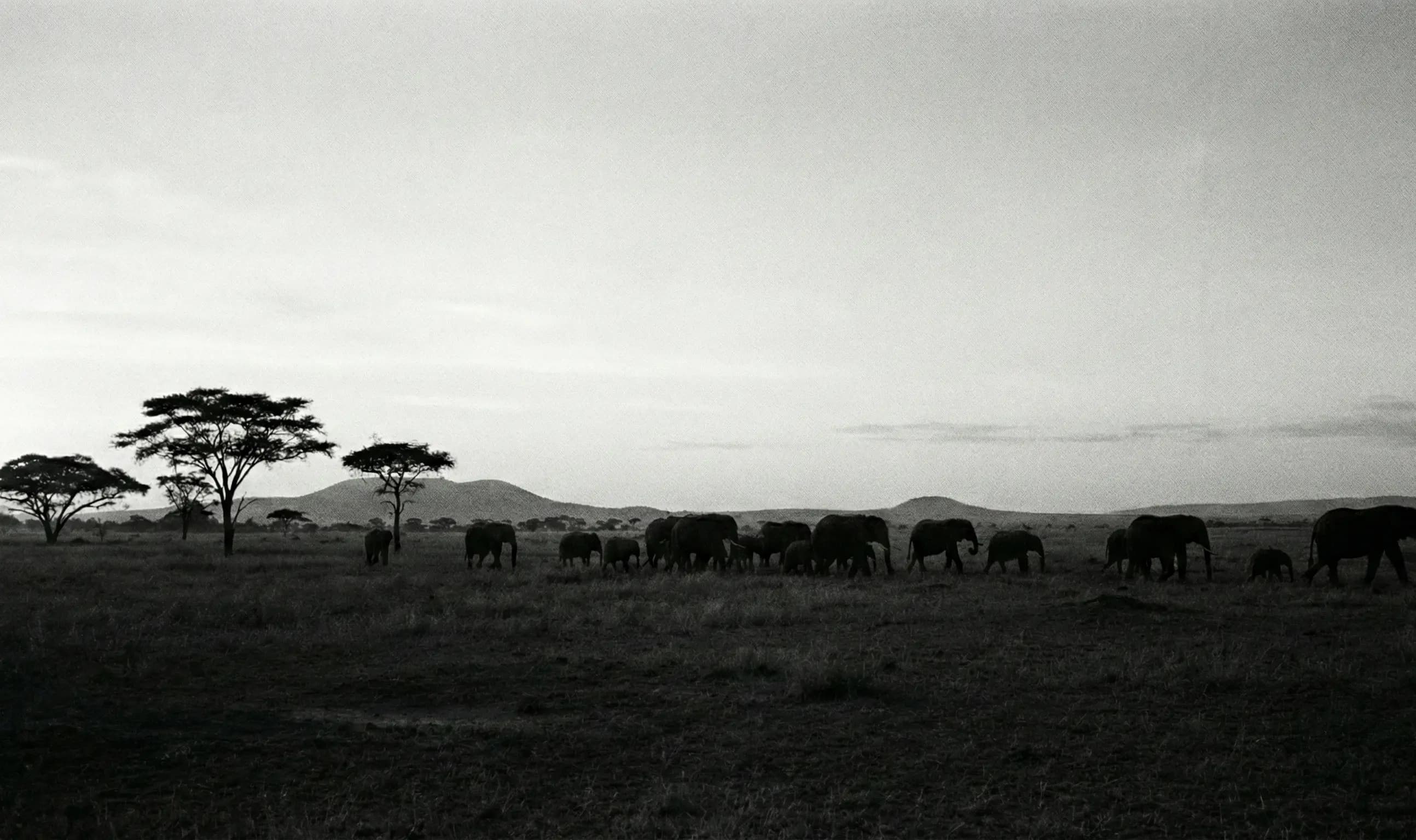 Elephant Love Campaign